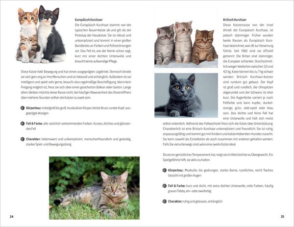 Produktbild: 101 Dinge, die man wissen muss, wenn ein Katzenbaby einzieht