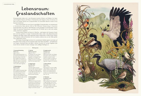 Produktbild: Das Museum der V&ouml;gel