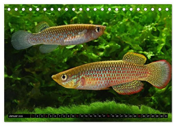Produktbild: Bunte Fische der Welt - Killifische (Tischkalender 2026 DIN A5 quer), CALVENDO Monatskalender