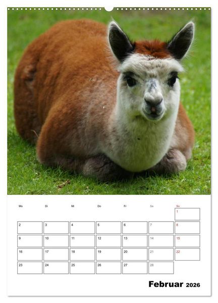 Produktbild: Alpaka und Lama Terminplaner (hochwertiger Premium Wandkalender 2026 DIN A2 hoch), Kunstdruck in Hochglanz
