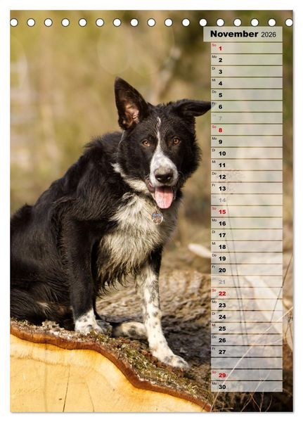 Produktbild: Mein Border Collie (Tischkalender 2026 DIN A5 hoch), CALVENDO Monatskalender