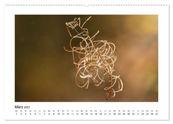 Produktbild: Zauber verg&auml;nglicher Bl&uuml;ten (hochwertiger Premium Wandkalender 2027 DIN A2 quer), Kunstdruck in Hochglanz