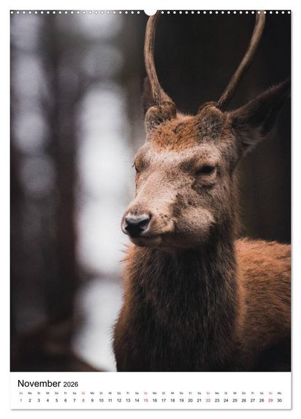 Produktbild: Wilde Nachbarn: Rotwild (hochwertiger Premium Wandkalender 2026 DIN A2 hoch), Kunstdruck in Hochglanz
