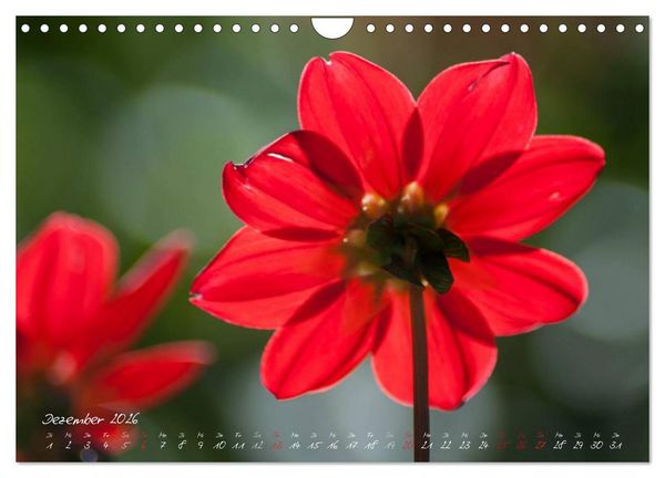 Produktbild: Bl&uuml;tenzauber in meinem Garten (Wandkalender 2026 DIN A4 quer), CALVENDO Monatskalender