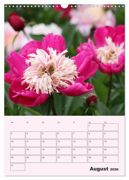 Produktbild: Pfingstrosen Rosen ohne Dornen (Wandkalender 2026 DIN A3 hoch), CALVENDO Monatskalender