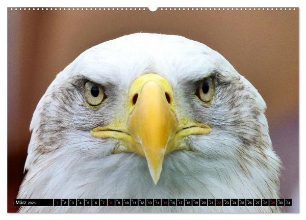 Produktbild: Adler und Greife - K&ouml;nige des Himmels (hochwertiger Premium Wandkalender 2026 DIN A2 quer), Kunstdruck in Hochglanz