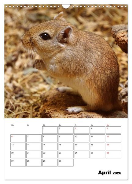 Produktbild: Lustige Rennm&auml;use (Wandkalender 2026 DIN A3 hoch), CALVENDO Monatskalender