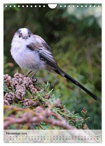 Produktbild: V&ouml;gel im heimischen Garten (Wandkalender 2026 DIN A4 hoch), CALVENDO Monatskalender