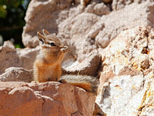 Produktbild: CALVENDO Puzzle Uinta-Streifenh&ouml;rnchen | 1000 Teile Lege-Gr&ouml;&szlig;e 64x48cm Foto-Puzzle f&uuml;r gl&uuml;ckliche Stunden