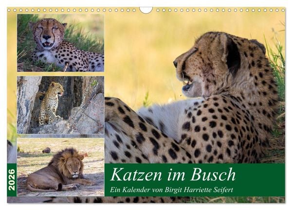Katzen im Busch (Wandkalender 2026 DIN A3 quer), CALVENDO Monatskalender