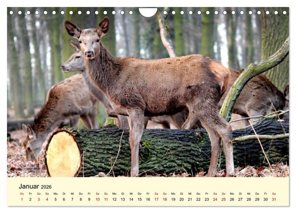 Produktbild: Der Rothirsch - Der K&ouml;nig in unseren W&auml;ldern (Wandkalender 2026 DIN A4 quer), CALVENDO Monatskalender