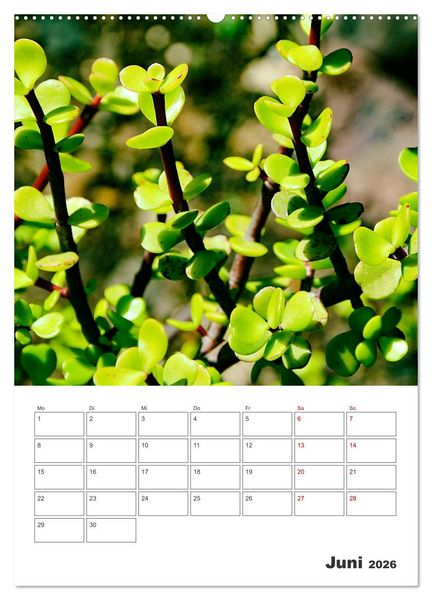 Produktbild: Dornige Sch&ouml;nheiten - Kakteen und Sukkulenten (Wandkalender 2026 DIN A2 hoch), CALVENDO Monatskalender