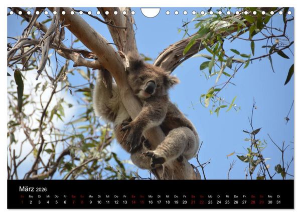 Produktbild: Australian Wildlife (Wandkalender 2026 DIN A4 quer), CALVENDO Monatskalender