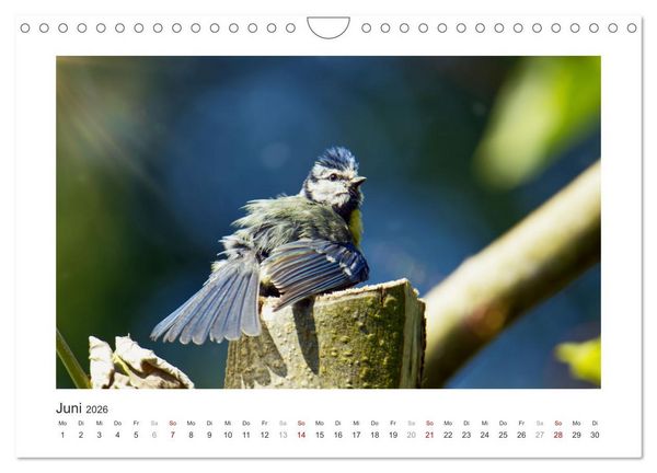 Produktbild: Gefiederte Garteng&auml;ste, Blaumeisen (Wandkalender 2026 DIN A4 quer), CALVENDO Monatskalender