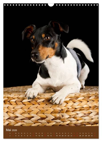 Produktbild: Jack Russell Terrier (Wandkalender 2026 DIN A3 hoch), CALVENDO Monatskalender