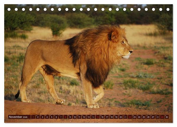 Produktbild: Afrikas wilde Sch&ouml;nheiten (Tischkalender 2026 DIN A5 quer), CALVENDO Monatskalender
