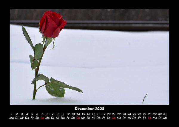 Produktbild: Rosentraum 2025 Fotokalender DIN A3