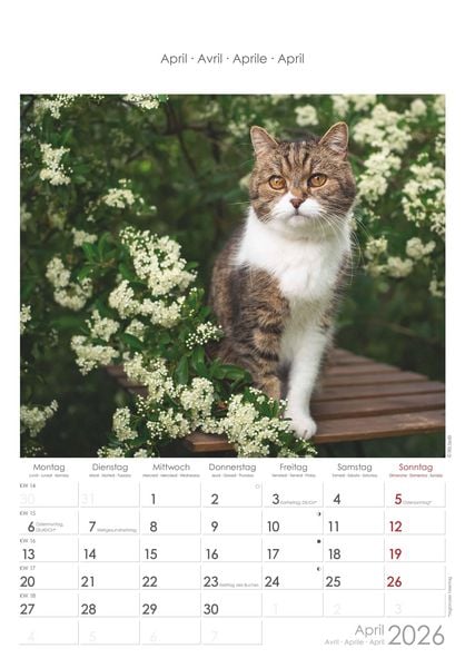 Katzen 2026 - Bildkalender 23,7x34 cm - Kalender mit Platz für Notizen - mit vielen Zusatzinformationen - Cats - Wandkalender - Alpha Edition