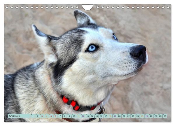 Produktbild: Huskies - Tolle Gef&auml;hrten (Wandkalender 2026 DIN A4 quer), CALVENDO Monatskalender