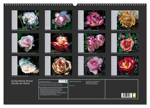 Produktbild: Kurf&uuml;rstliche Rosen Eltville am Rhein (Wandkalender 2026 DIN A2 quer), CALVENDO Monatskalender