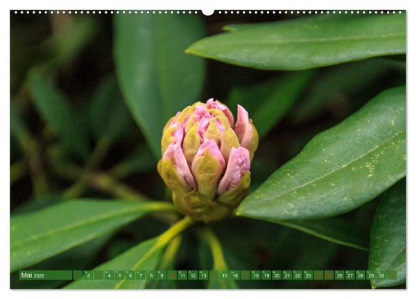 Produktbild: Parkgemeinde Kromlau (Wandkalender 2026 DIN A2 quer), CALVENDO Monatskalender