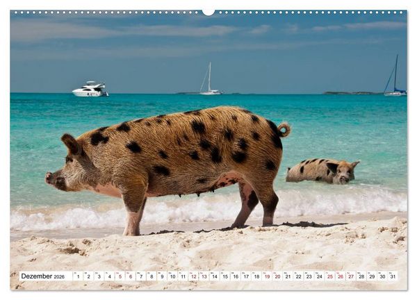Produktbild: Schweine im Dauerurlaub auf den Bahamas! (hochwertiger Premium Wandkalender 2026 DIN A2 quer), Kunstdruck in Hochglanz