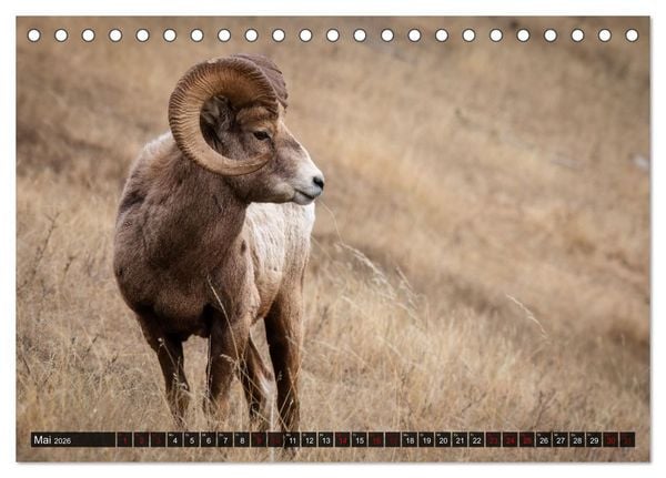 Produktbild: Wildtierkalender (Tischkalender 2026 DIN A5 quer), CALVENDO Monatskalender