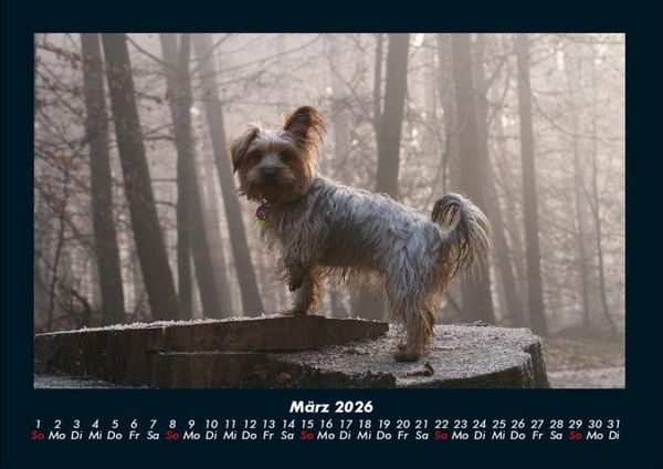 Produktbild: Hunde 2026 Fotokalender DIN A4
