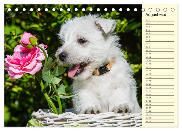 Produktbild: Kobold auf 4 Pfoten - West Highland White Terrier (Tischkalender 2026 DIN A5 quer), CALVENDO Monatskalender