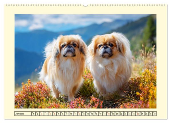 Produktbild: Zauberhafte Pekinesen. Charmante und stolze Hunde zum Verlieben (Wandkalender 2026 DIN A2 quer), CALVENDO Monatskalender