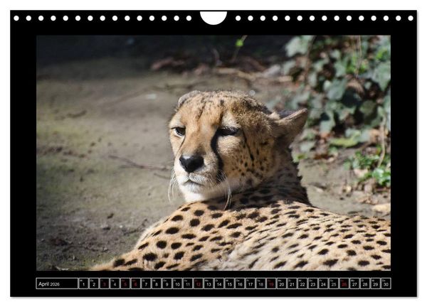 Produktbild: Dresdner Zootiere 2026 (Wandkalender 2026 DIN A4 quer), CALVENDO Monatskalender