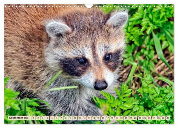 Produktbild: Waschb&auml;r - Niedlicher Allesfresser (Wandkalender 2026 DIN A3 quer), CALVENDO Monatskalender