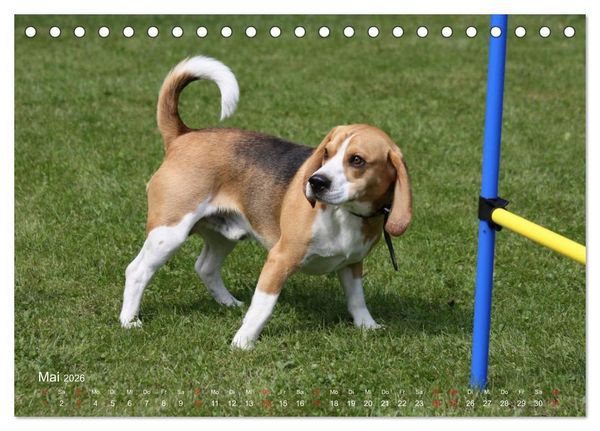 Produktbild: Beagle (Tischkalender 2026 DIN A5 quer), CALVENDO Monatskalender