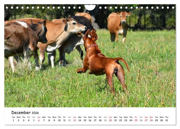 Produktbild: Rhodesian Ridgebacks (Wall Calendar 2026 DIN A4 landscape), CALVENDO 12 Month Wall Calendar