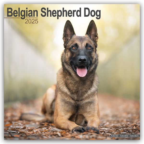 Belgian Shepherd Dog – Belgischer Schäferhund 2025 – 16-Monatskalender