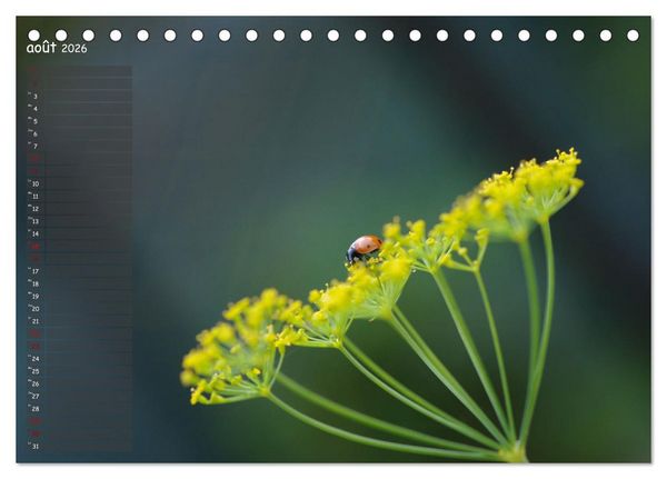 Produktbild: Coccinelles rouges &agrave; points noirs (Calendrier de bureau 2026 DIN A5 vertical), CALVENDO calendrier mensuel