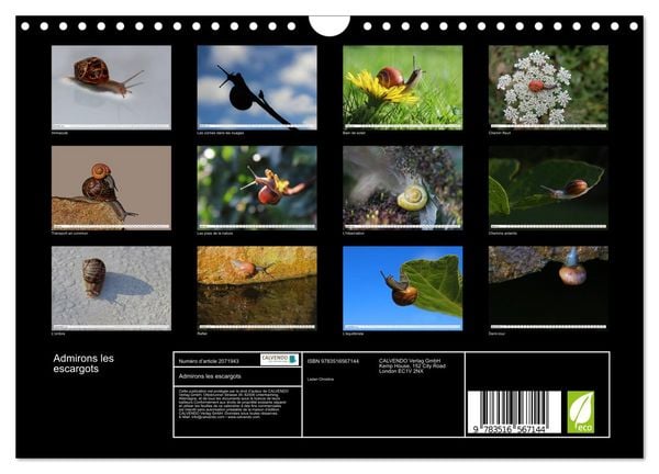 Produktbild: Admirons les escargots (Calendrier mural 2026 DIN A4 vertical), CALVENDO calendrier mensuel