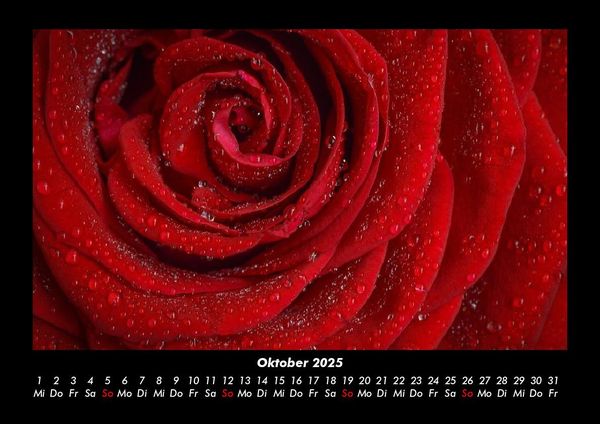 Produktbild: Rosen-Kalender 2025 Fotokalender DIN A3