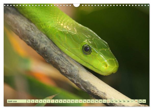 Produktbild: Schlangen im Portrait (Wandkalender 2026 DIN A3 quer), CALVENDO Monatskalender
