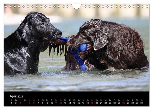 Produktbild: Flatcoated Retriever (Wandkalender 2026 DIN A4 quer), CALVENDO Monatskalender