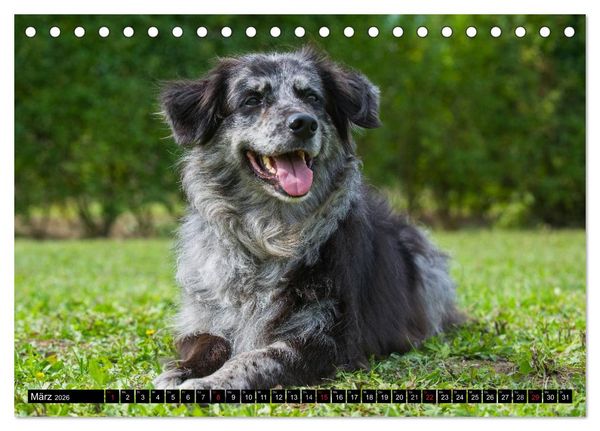 Produktbild: Altdeutsche H&uuml;tehunde - Fast vergessen (Tischkalender 2026 DIN A5 quer), CALVENDO Monatskalender