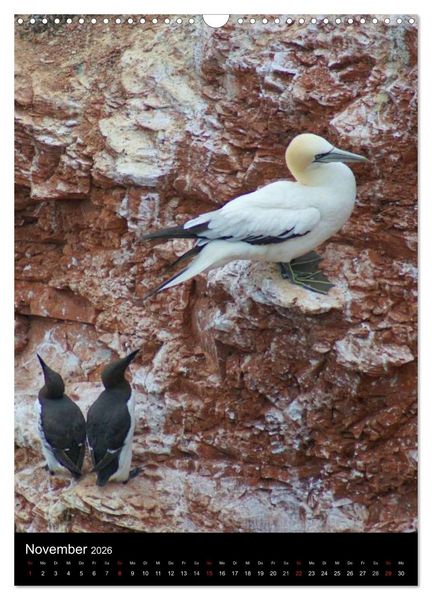 Produktbild: Helgoland in der Nordsee (Wandkalender 2026 DIN A3 hoch), CALVENDO Monatskalender