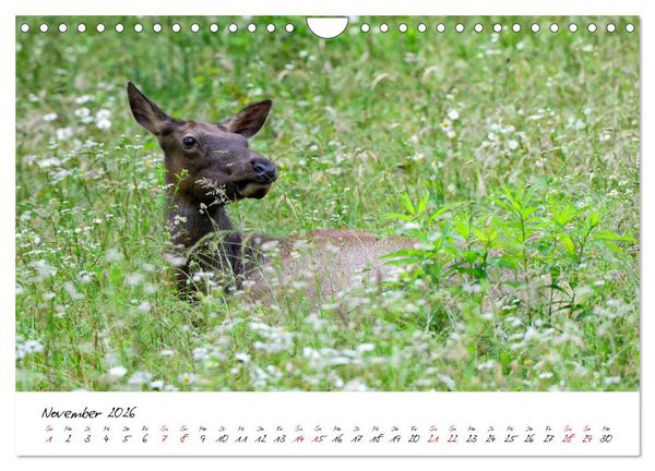 Produktbild: USA Ostk&uuml;ste Ein Road Trip (Wandkalender 2026 DIN A4 quer), CALVENDO Monatskalender