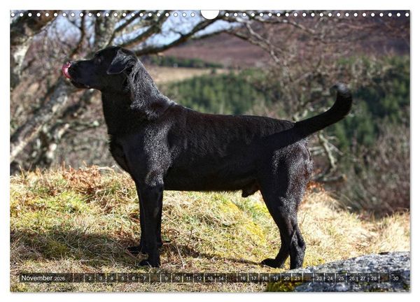 Produktbild: Labrador Retriever - Jagdhund mit Charme (Wandkalender 2026 DIN A3 quer), CALVENDO Monatskalender