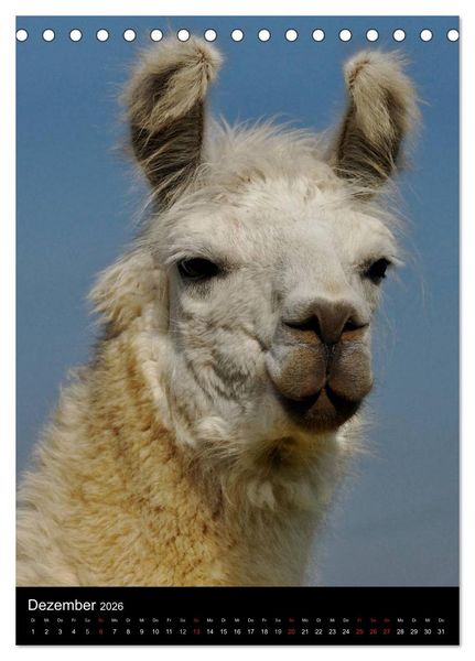 Produktbild: LAMAS (Tischkalender 2026 DIN A5 hoch), CALVENDO Monatskalender