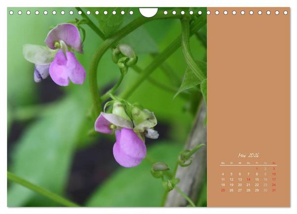 Produktbild: Gartentr&auml;ume (Wandkalender 2026 DIN A4 quer), CALVENDO Monatskalender