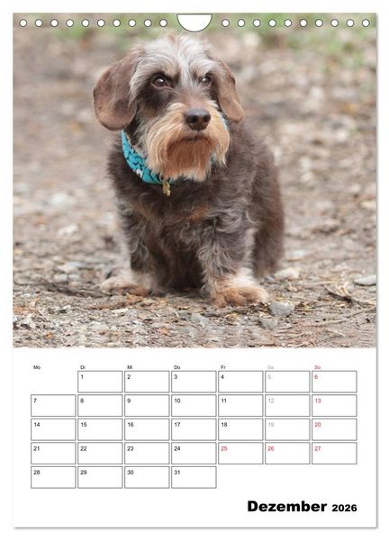 Produktbild: Geliebte Rabauken - Rauhaardackel (Wandkalender 2026 DIN A4 hoch), CALVENDO Monatskalender