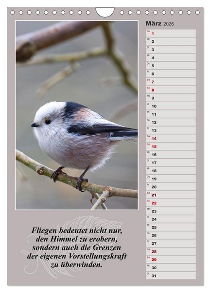 Produktbild: Schwanzmeisen, die niedlichen kleinen Pfannenstielchen (Wandkalender 2026 DIN A4 hoch), CALVENDO Monatskalender