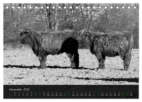 Produktbild: Highland Cattle vom Nordlicht - Faszination Hochland Rind (Tischkalender 2026 DIN A5 quer), CALVENDO Monatskalender