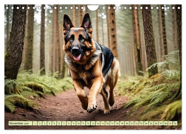 Produktbild: Deutscher Sch&auml;ferhund - Inbegriff der Treue (Wandkalender 2026 DIN A4 quer), CALVENDO Monatskalender